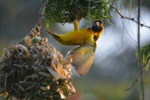 A weaver bird builds its nest on the grounds of the Bethany Land Institute.